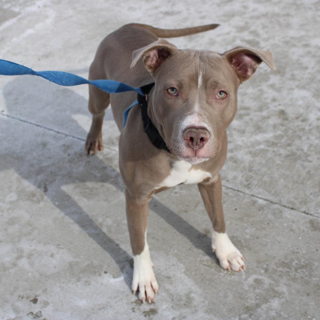 Enlarge Bubba, a Adoptable Pit Bull Terrier in Champaign, IL image 4/6