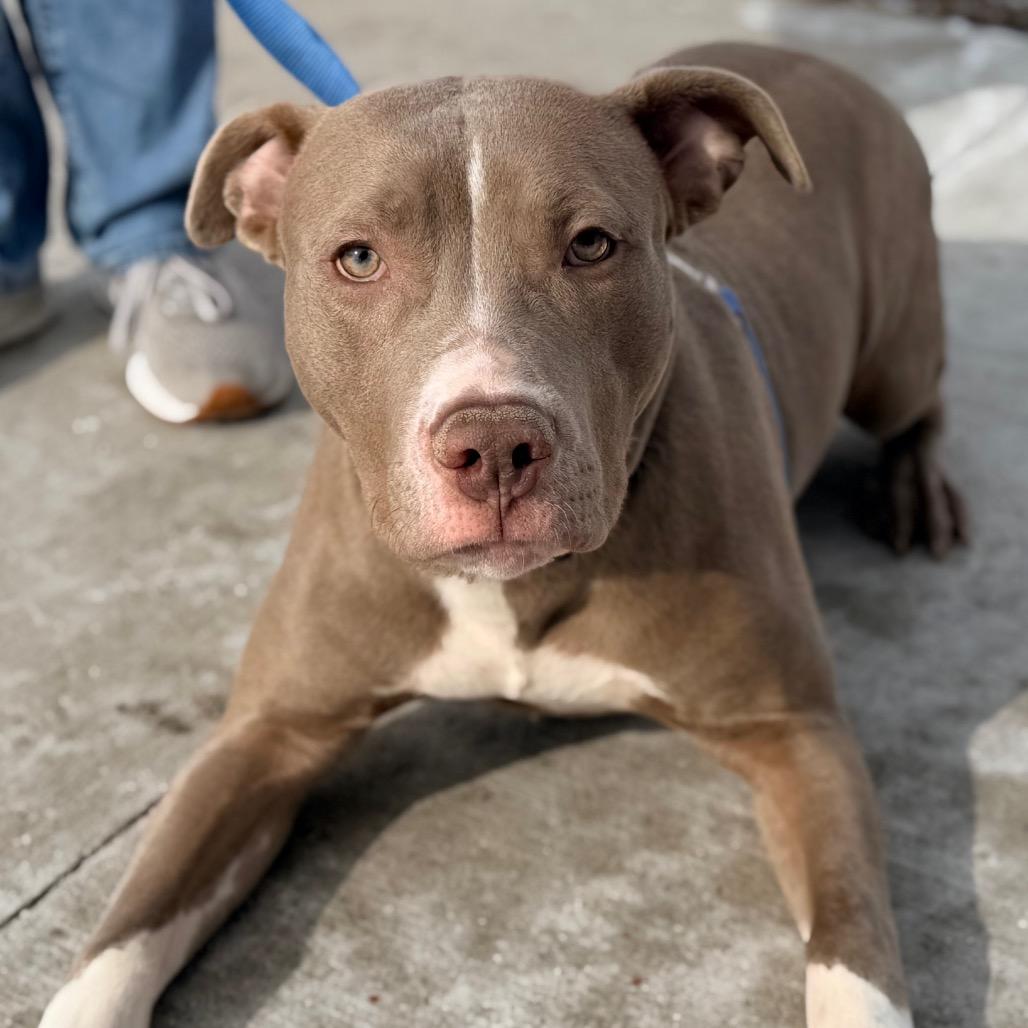 Enlarge Bubba, a Adoptable Pit Bull Terrier in Champaign, IL image 5/6