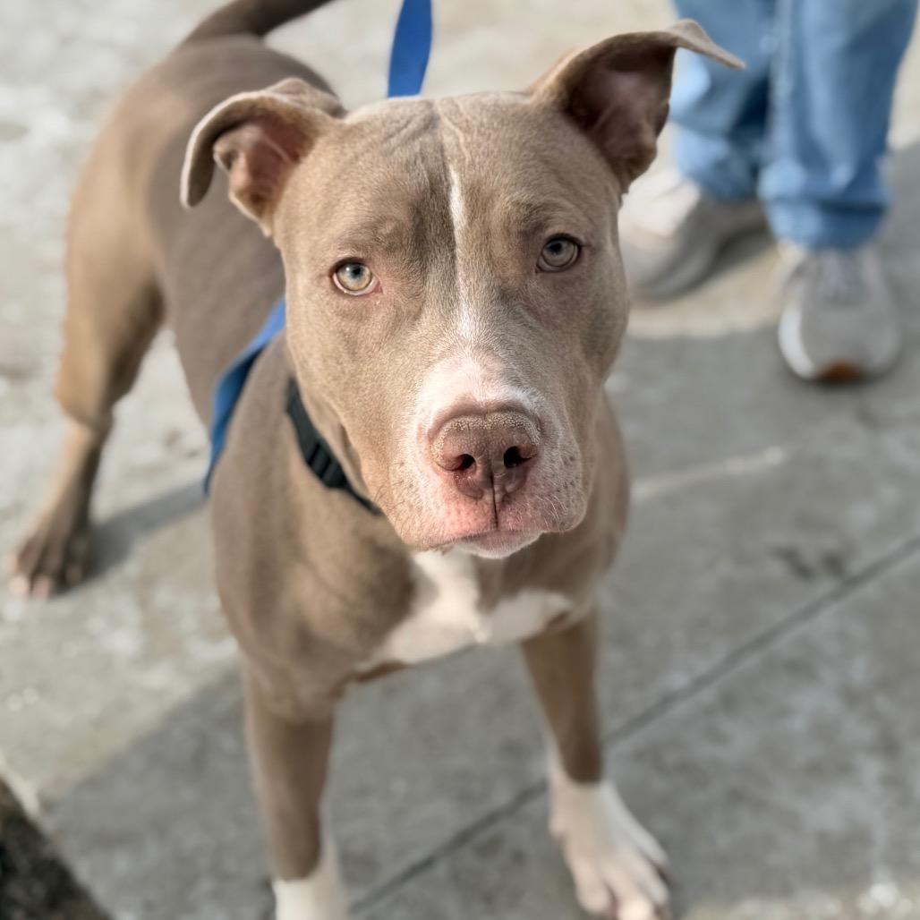 Enlarge Bubba, a Adoptable Pit Bull Terrier in Champaign, IL image 6/6