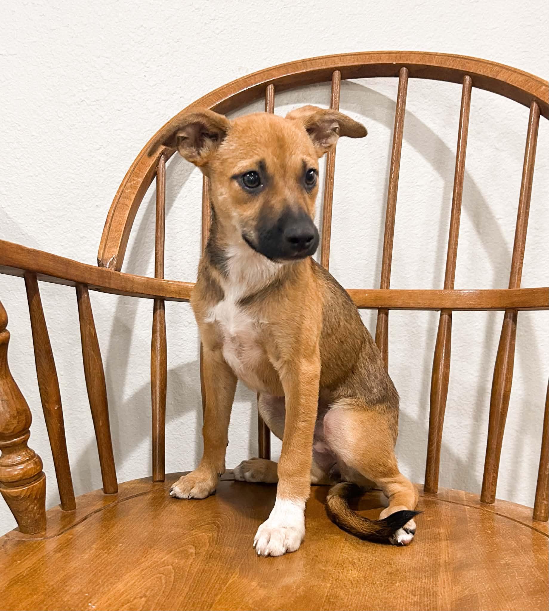 Cheese, adopted, Young Female Terrier.