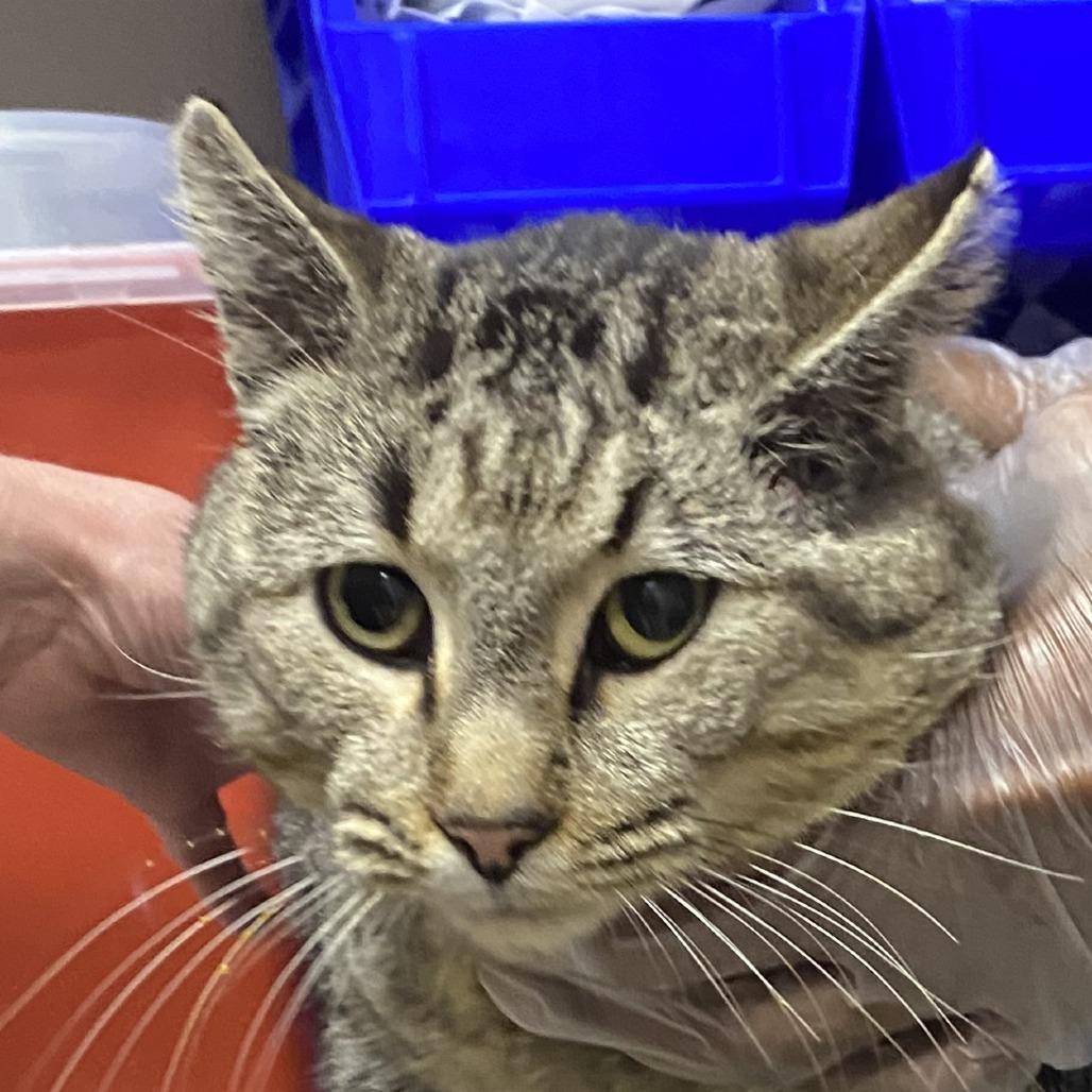 Picasso - 020308U, Adoptable, Adult Male Domestic Short Hair.