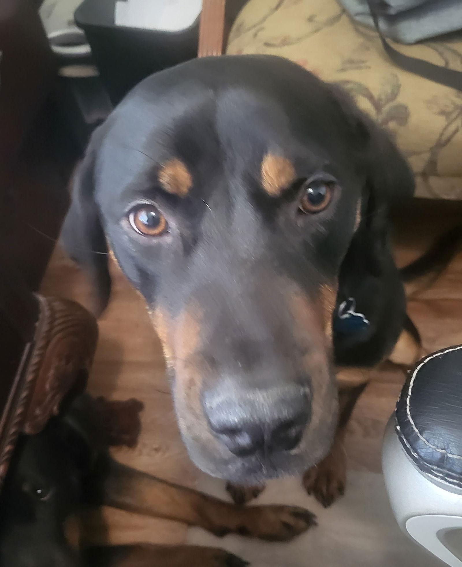 Storm, Adoptable, Adult Female Rottweiler & Weimaraner.