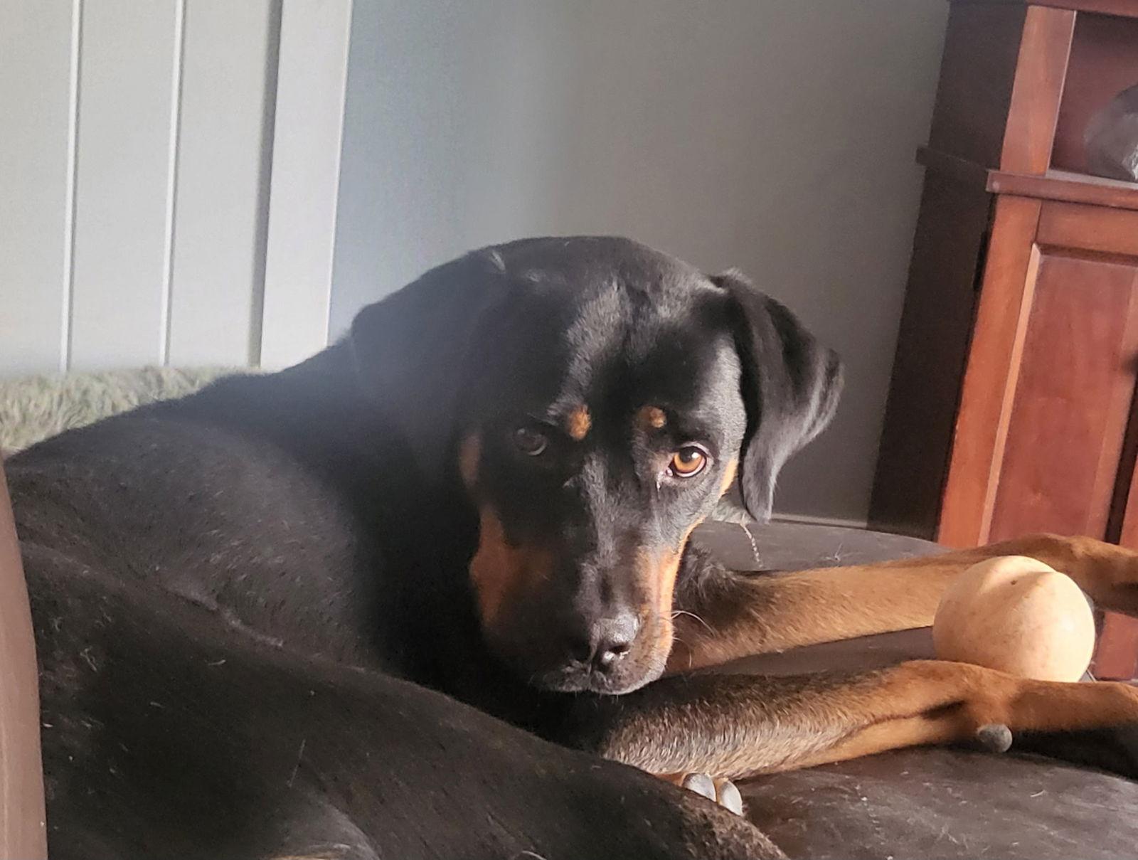 Enlarge Storm, a Adoptable mixed breed in New Albany, OH image 2/3