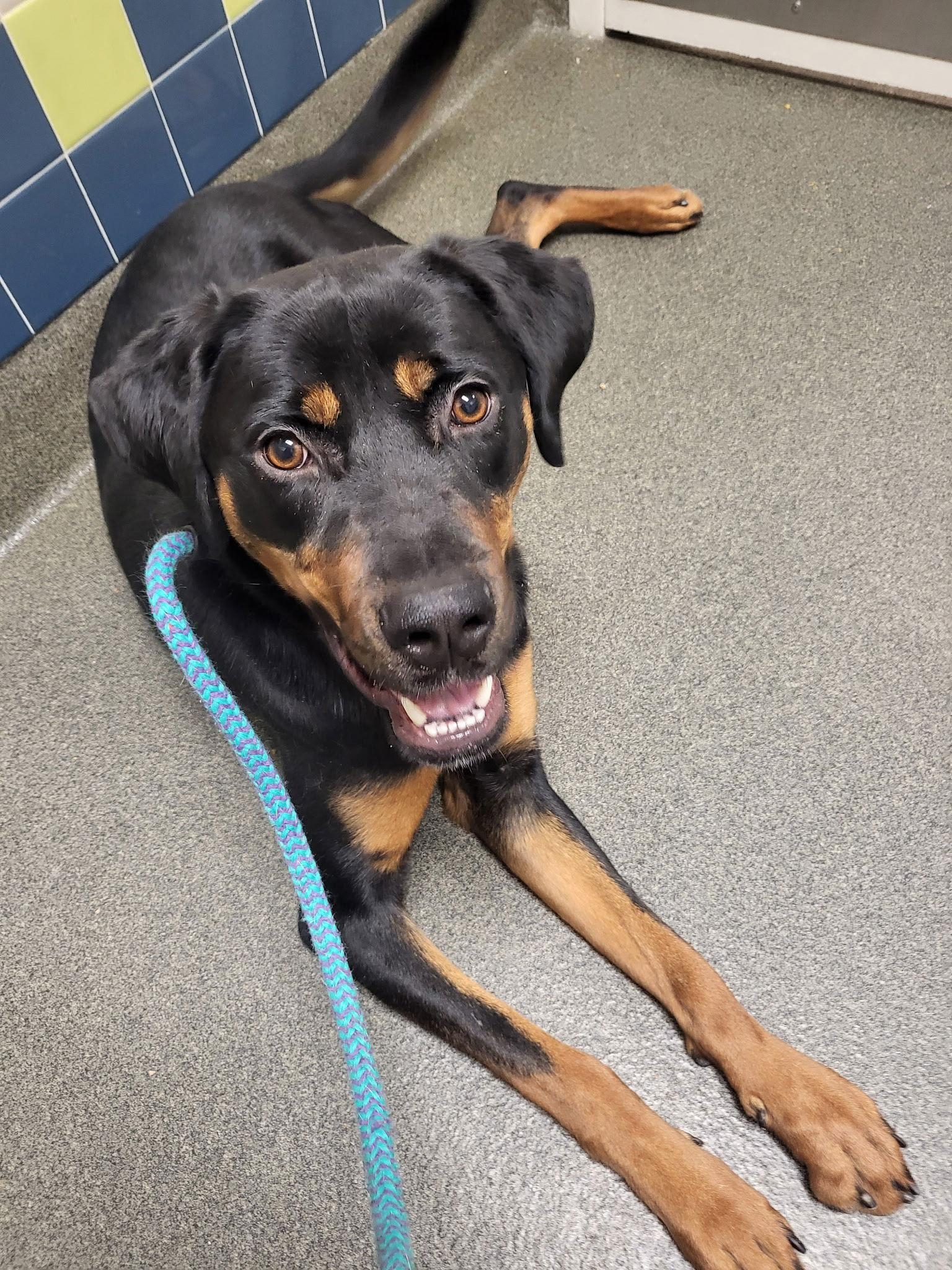 Enlarge Storm, a Adoptable mixed breed in New Albany, OH image 3/3