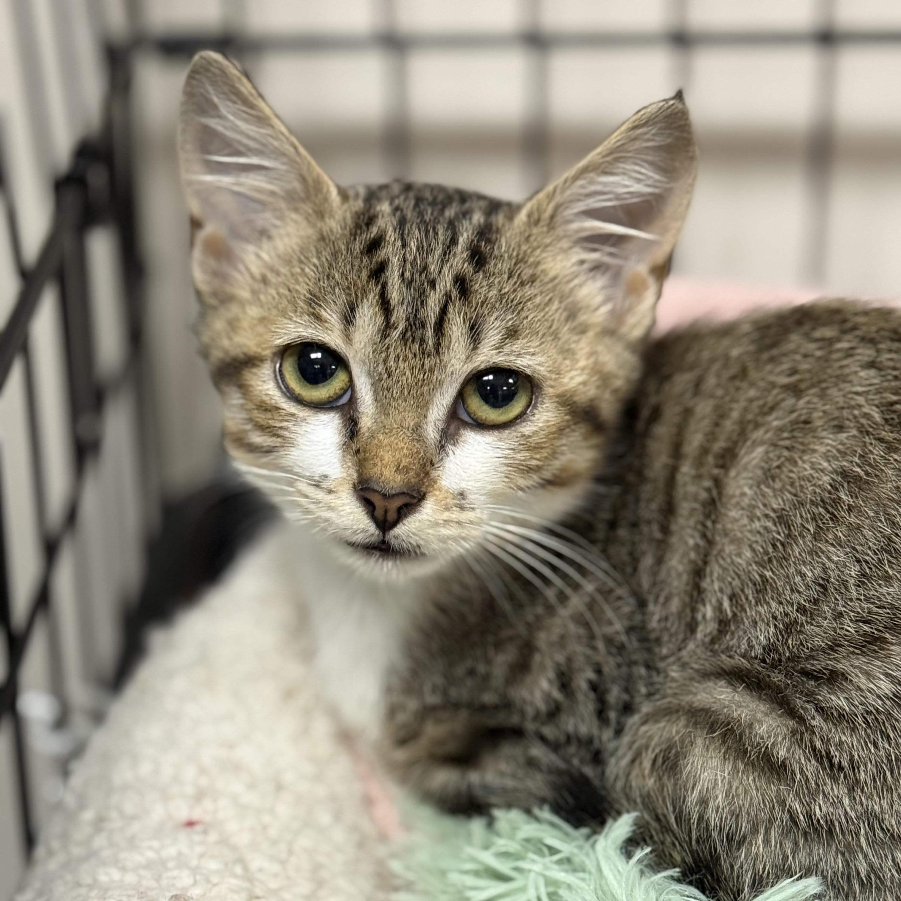 Pencil, a ADOPTABLE Domestic Short Hair in Collierville, TN image 2/5