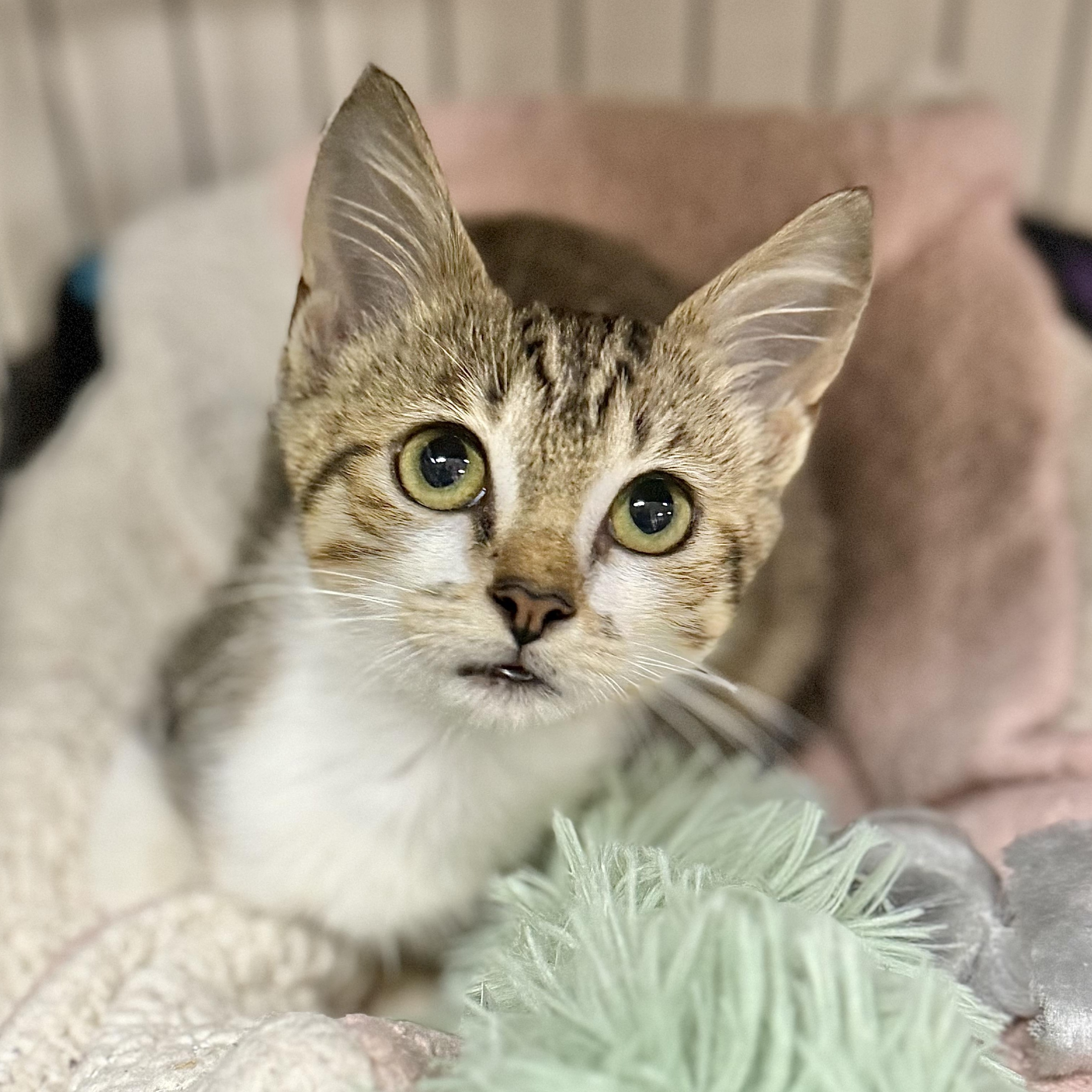 Pencil, ADOPTABLE, Kitten Female Domestic Short Hair.