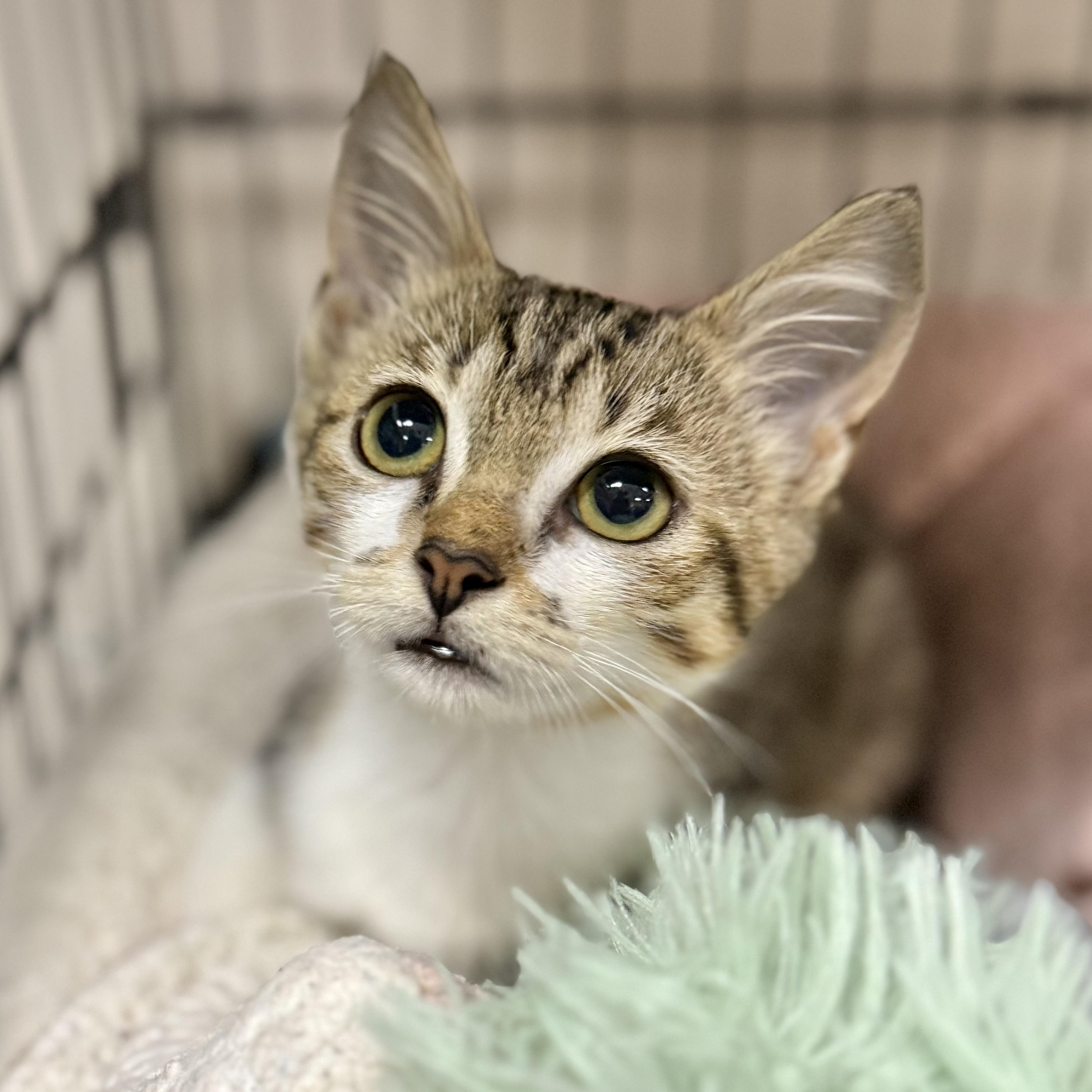 Pencil, a ADOPTABLE Domestic Short Hair in Collierville, TN image 5/5