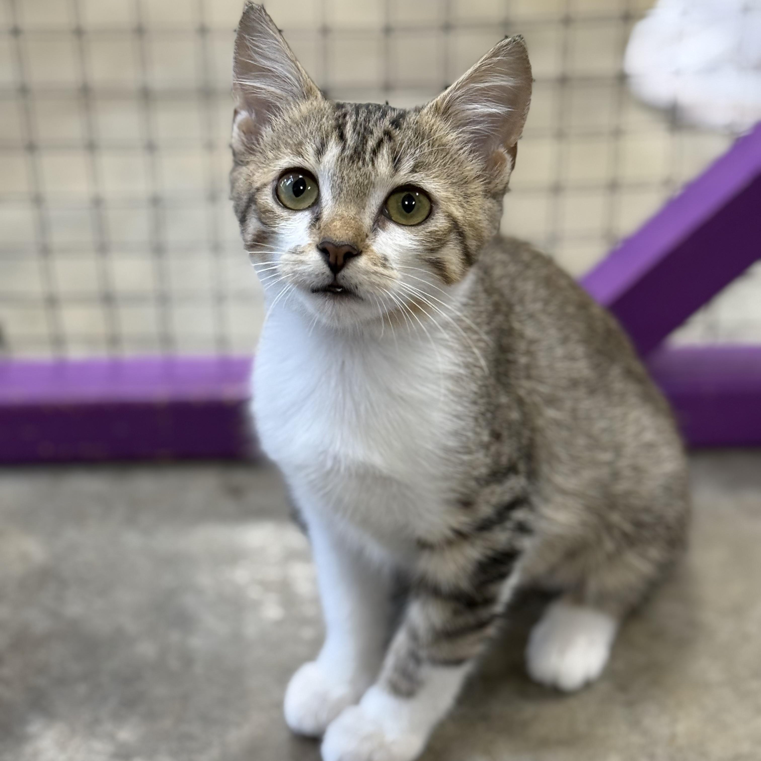 Pencil, a ADOPTABLE Domestic Short Hair in Collierville, TN image 4/5