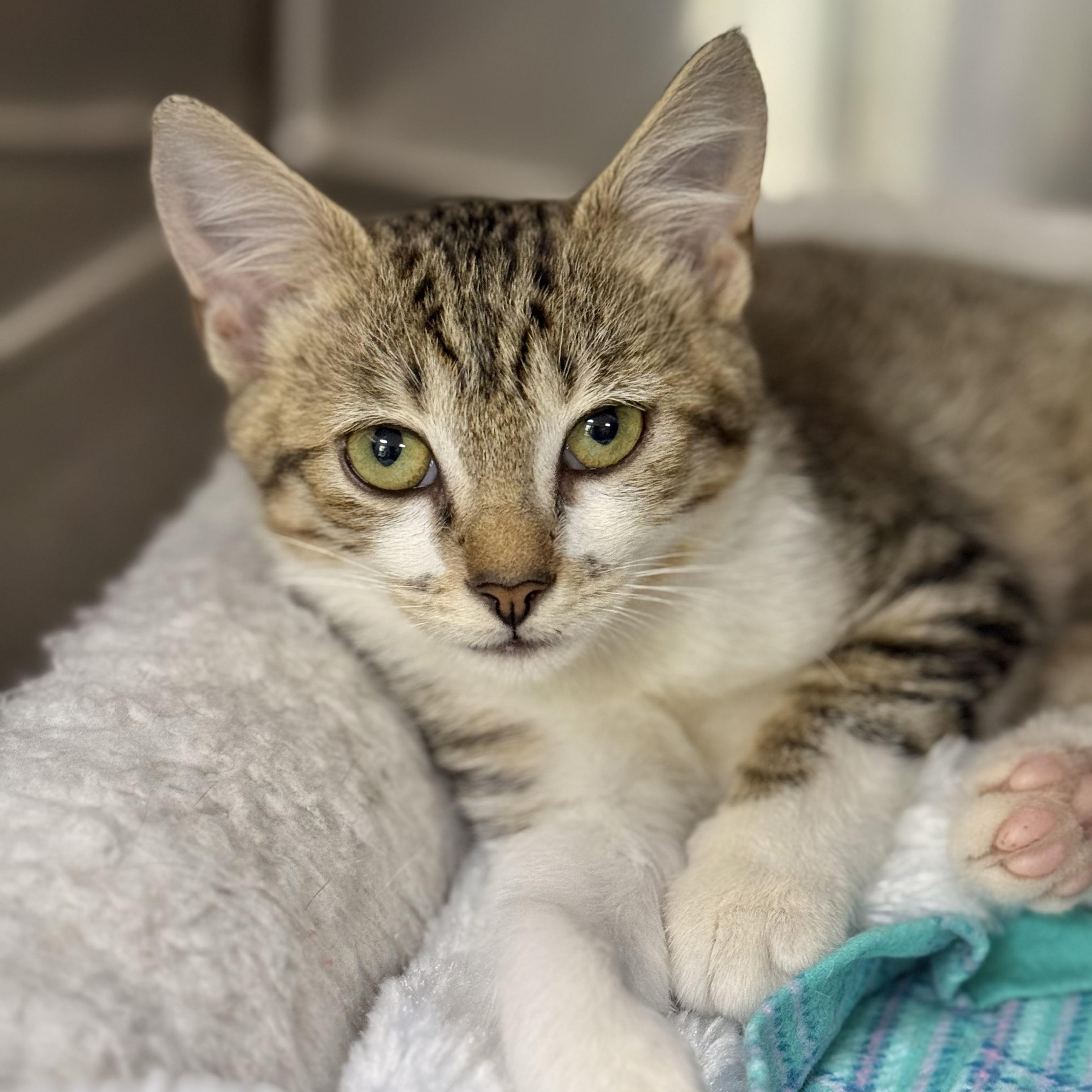 Pencil, a ADOPTABLE Domestic Short Hair in Collierville, TN image 3/5