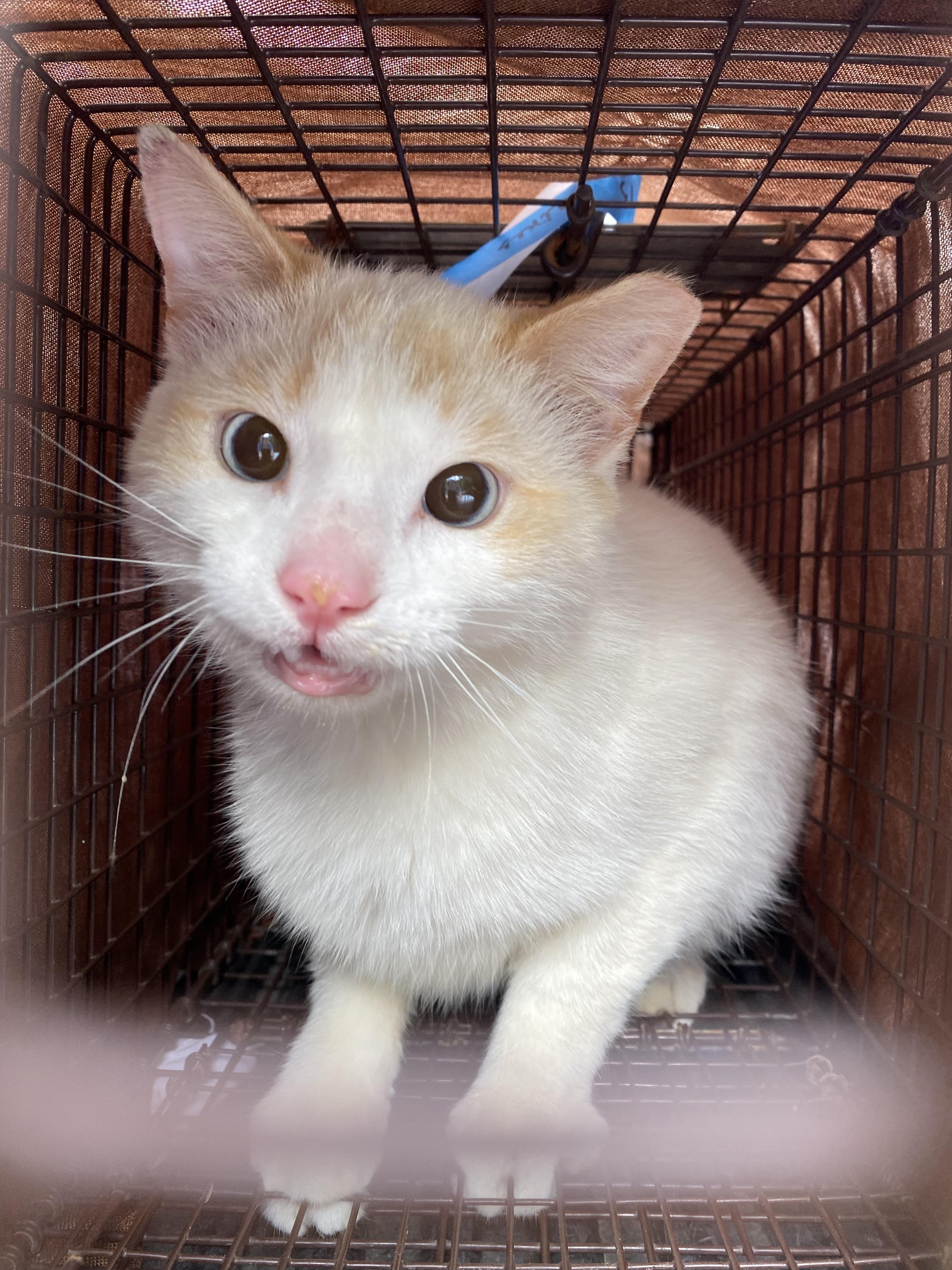 Flame, Adoptable, Adult Male Siamese.