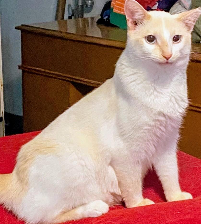 Enlarge Flame, a Adoptable Siamese in Shelbyville, KY image 1/2