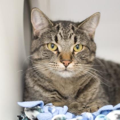 Kimberly (bonded with Willow), a Adoptable Domestic Short Hair in Verona, WI image 1/3