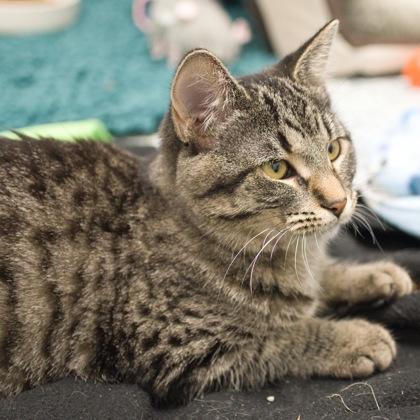 Kimberly, Adoptable, Kitten Female Domestic Short Hair & Domestic Short Hair.