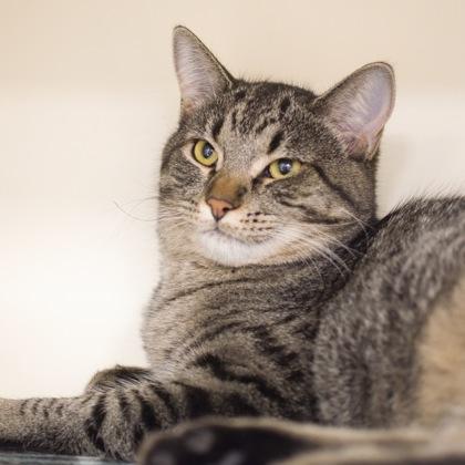 Enlarge Kimberly (bonded with Willow), a Adoptable Domestic Short Hair in Verona, WI image 1/3