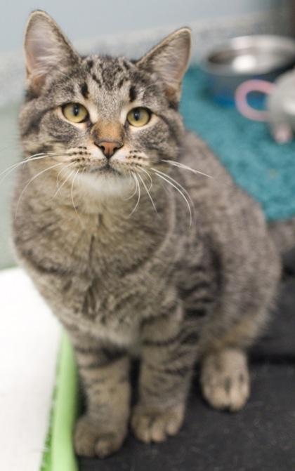 Kimberly, a Adoptable Domestic Short Hair image 1/3