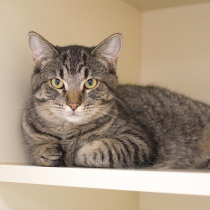 Kimberly, a Adoptable Domestic Short Hair image 2/3