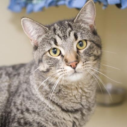 Enlarge Kimberly, a Adoptable Domestic Short Hair in Verona, WI image 2/3