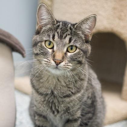 Kimberly, a Adoptable Domestic Short Hair image 3/3