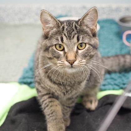 Enlarge Kimberly (bonded with Willow), a Adoptable Domestic Short Hair in Verona, WI image 3/3