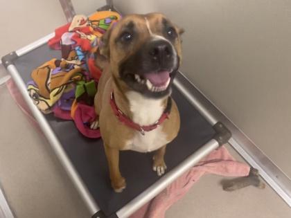 Buddy, Adoptable, Adult Male Boxer & Mixed Breed.