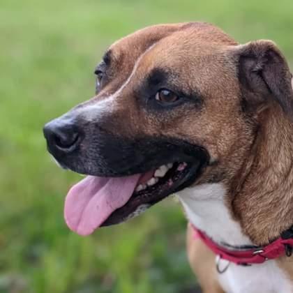 Enlarge Buddy, a Adoptable mixed breed in Norfolk, VA image 1/3