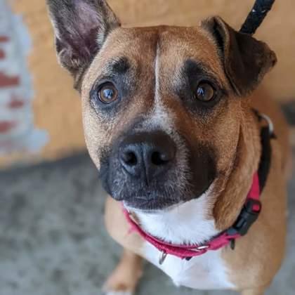 Enlarge Buddy, a Adoptable mixed breed in Norfolk, VA image 2/3