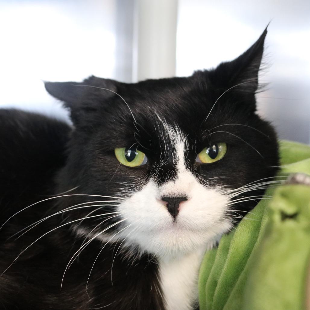 Enlarge Gary, a Adoptable Domestic Short Hair in Saint Cloud, MN image 1/6