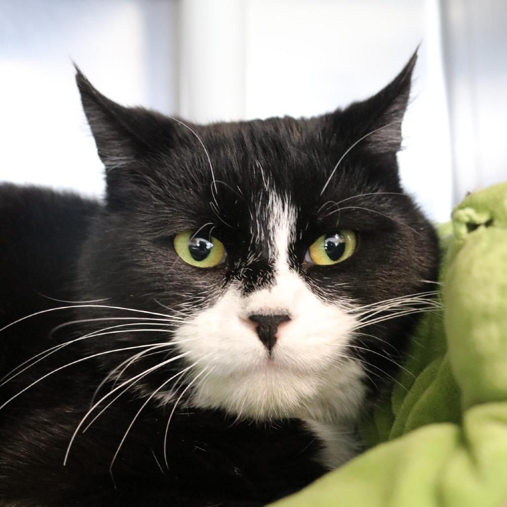 Enlarge Gary, a Adoptable Domestic Short Hair in Saint Cloud, MN image 2/6