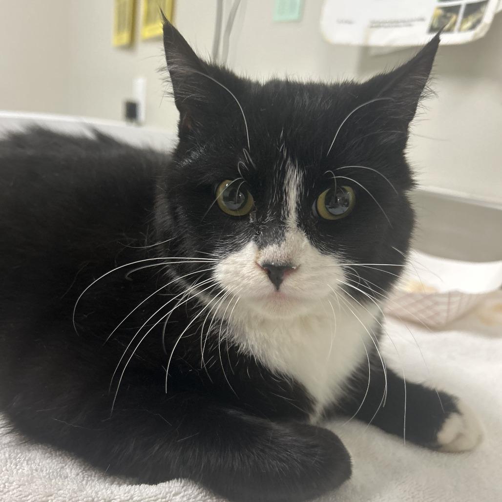 Enlarge Gary, a Adoptable Domestic Short Hair in Saint Cloud, MN image 3/6