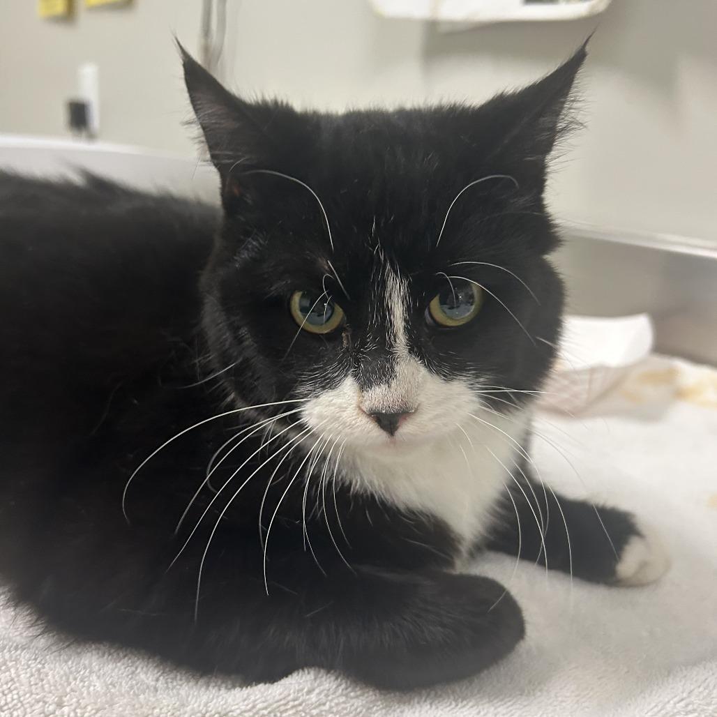 Enlarge Gary, a Adoptable Domestic Short Hair in Saint Cloud, MN image 4/6