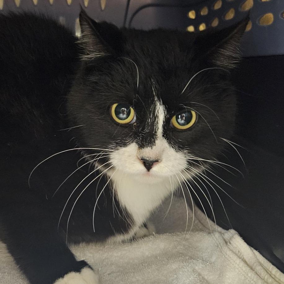 Enlarge Gary, a Adoptable Domestic Short Hair in Saint Cloud, MN image 5/6