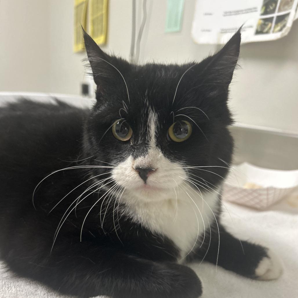 Enlarge Gary, a Adoptable Domestic Short Hair in Saint Cloud, MN image 6/6