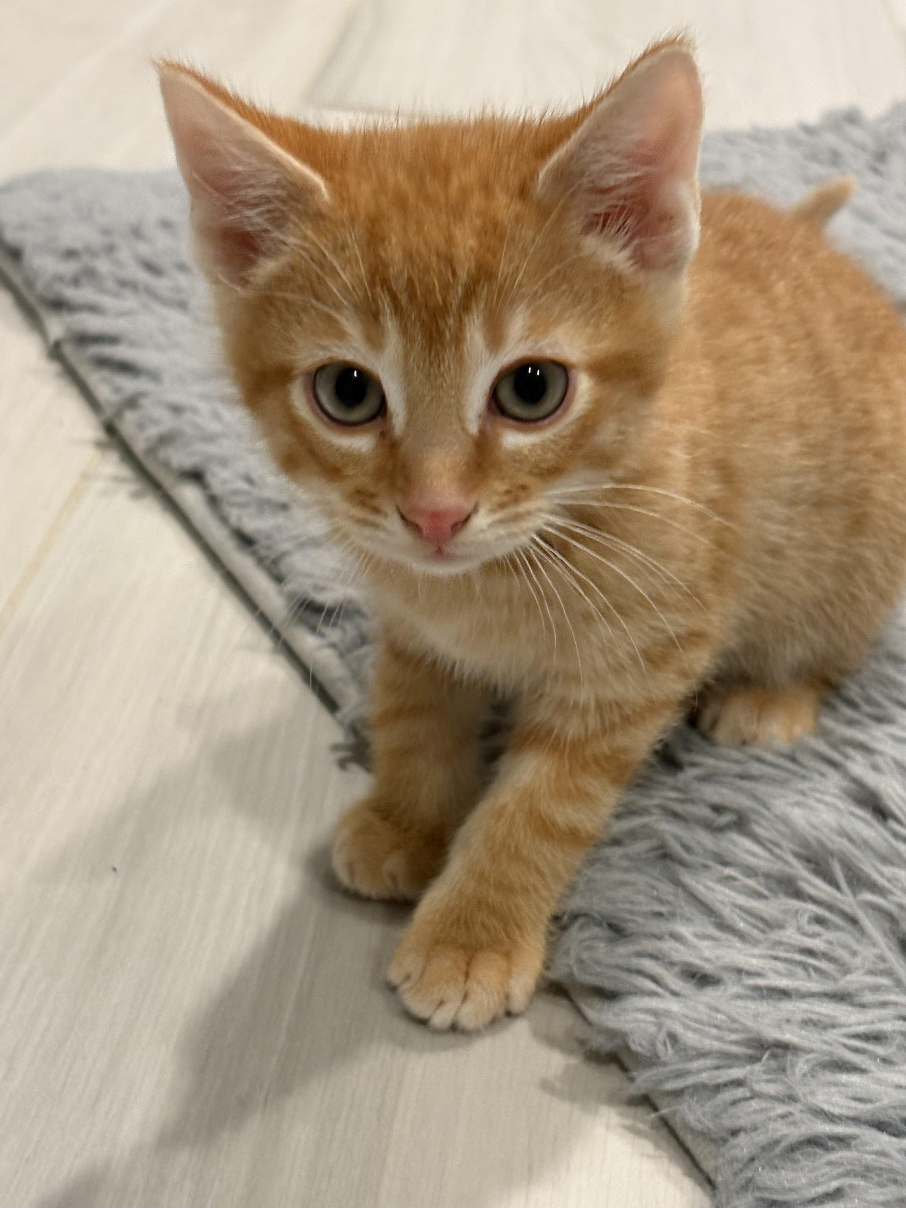 Enlarge Fiyero-I'm Not "Wicked" but I AM a Prince of a Kitten!, an adopted Domestic Short Hair in Laurel, MD image 5/6