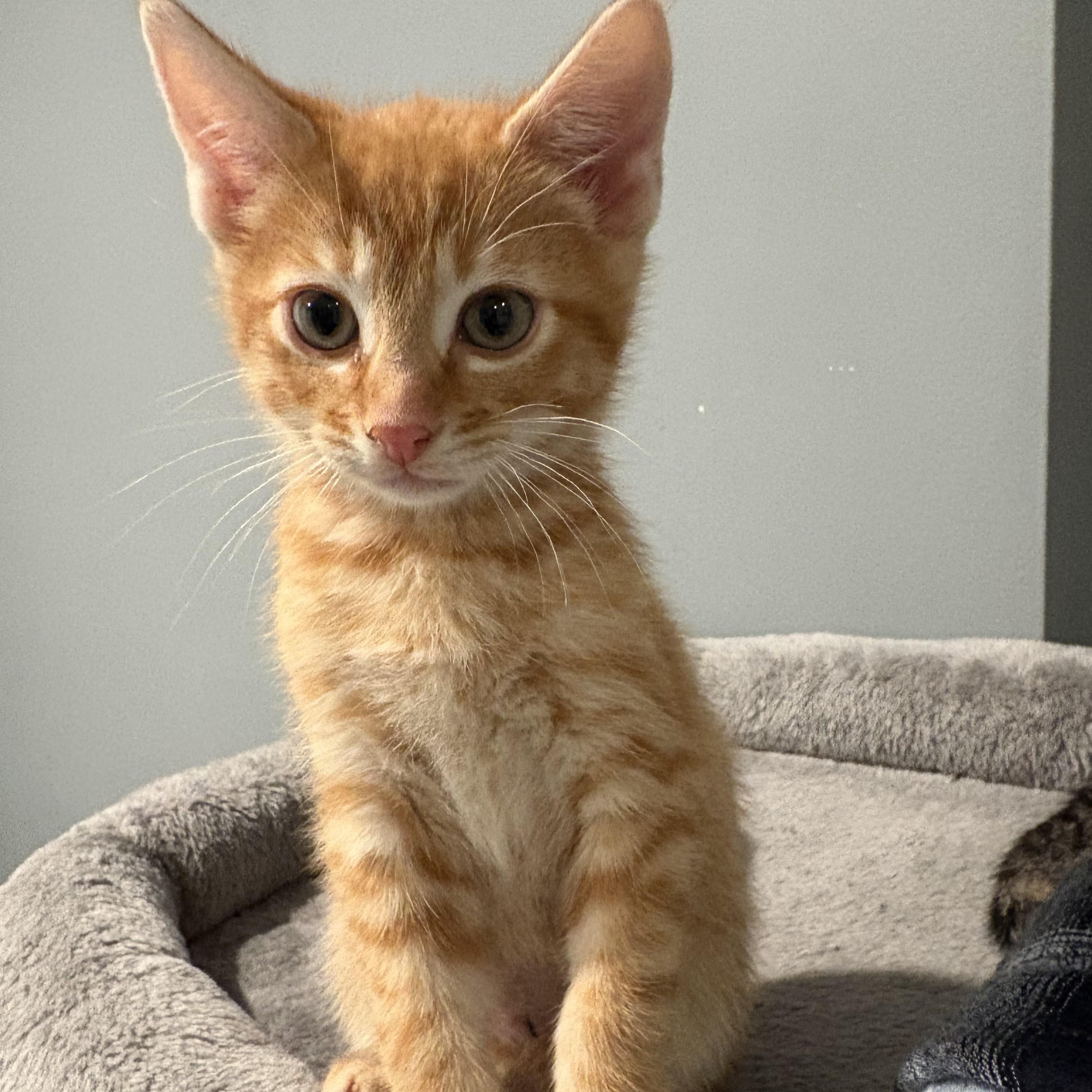 Enlarge Fiyero-I'm Not "Wicked" but I AM a Prince of a Kitten!, an adopted Domestic Short Hair in Laurel, MD image 3/6