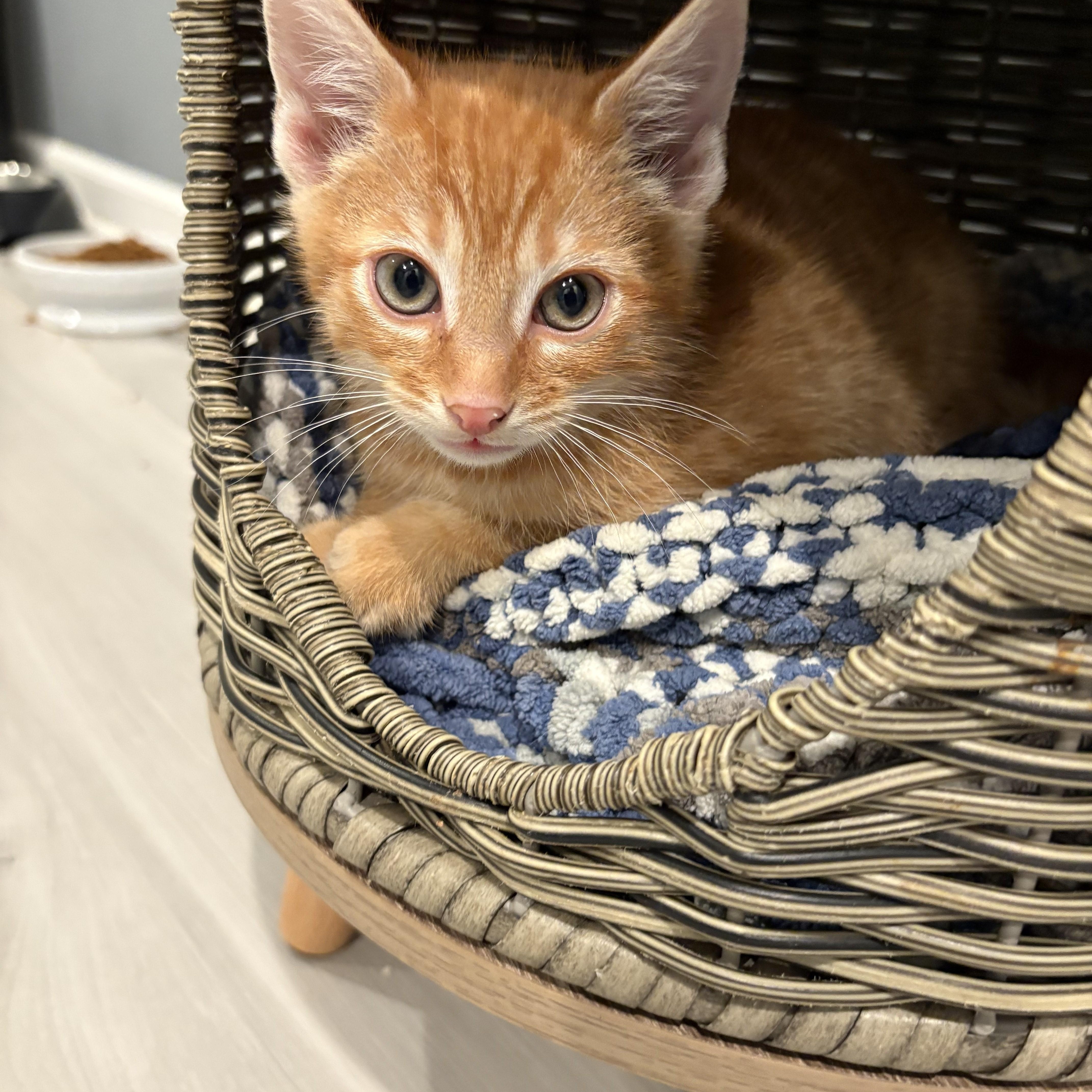 Enlarge Fiyero-I'm Not "Wicked" but I AM a Prince of a Kitten!, an adopted Domestic Short Hair in Laurel, MD image 6/6