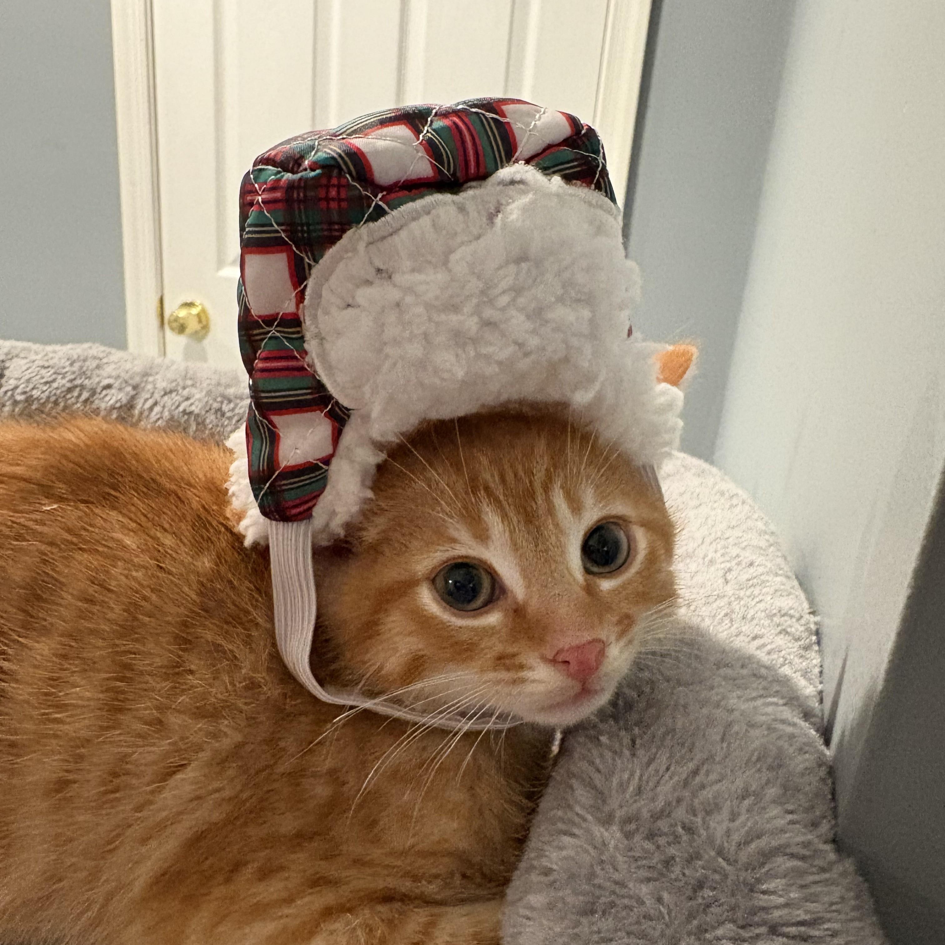 Enlarge Fiyero-I'm Not "Wicked" but I AM a Prince of a Kitten!, an adopted Domestic Short Hair in Laurel, MD image 1/6