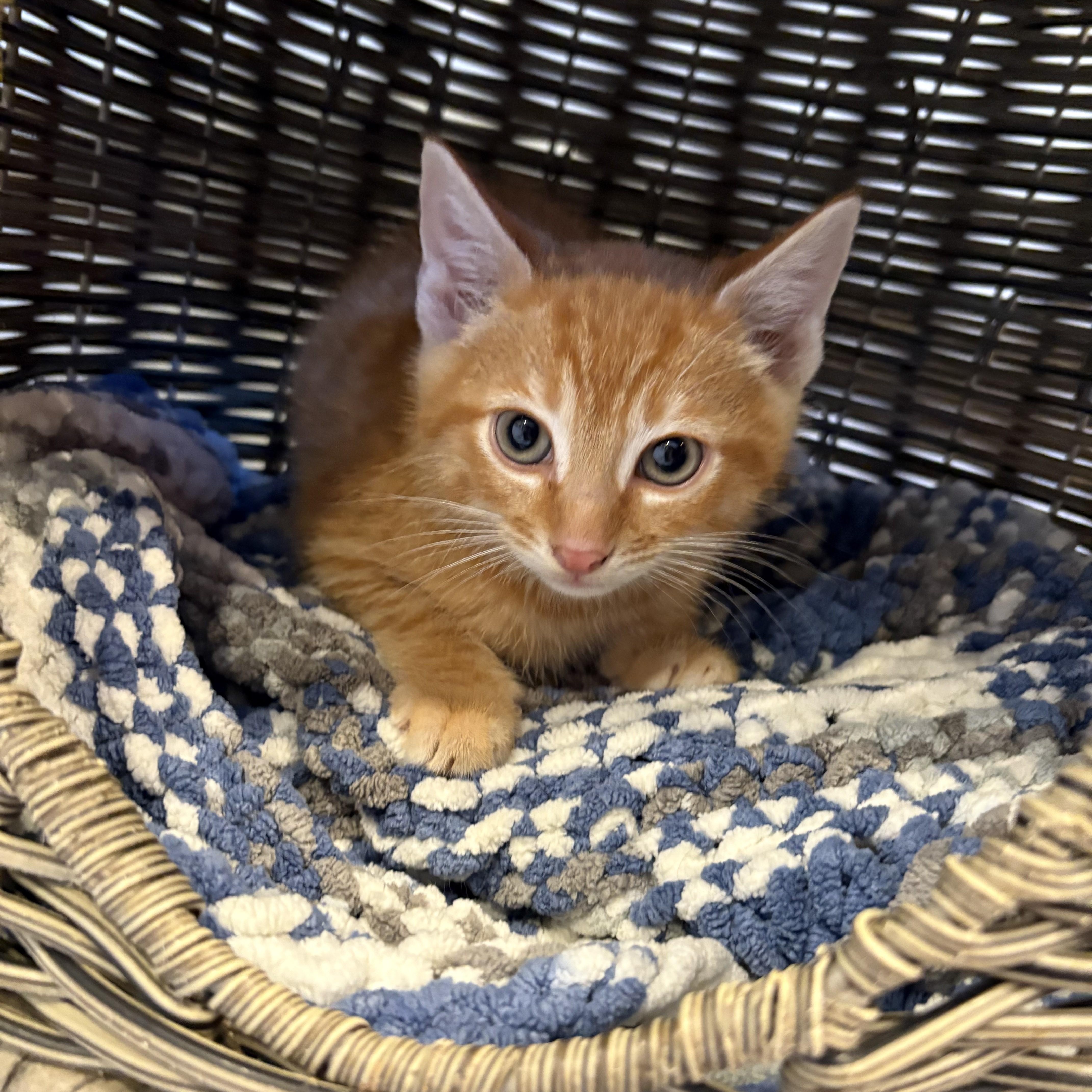 Enlarge Fiyero-I'm Not "Wicked" but I AM a Prince of a Kitten!, an adopted Domestic Short Hair in Laurel, MD image 4/6