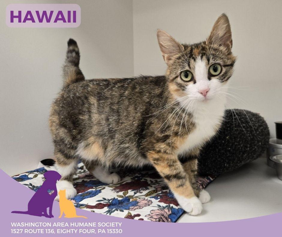 Hawaii, Adult Female Domestic Short Hair