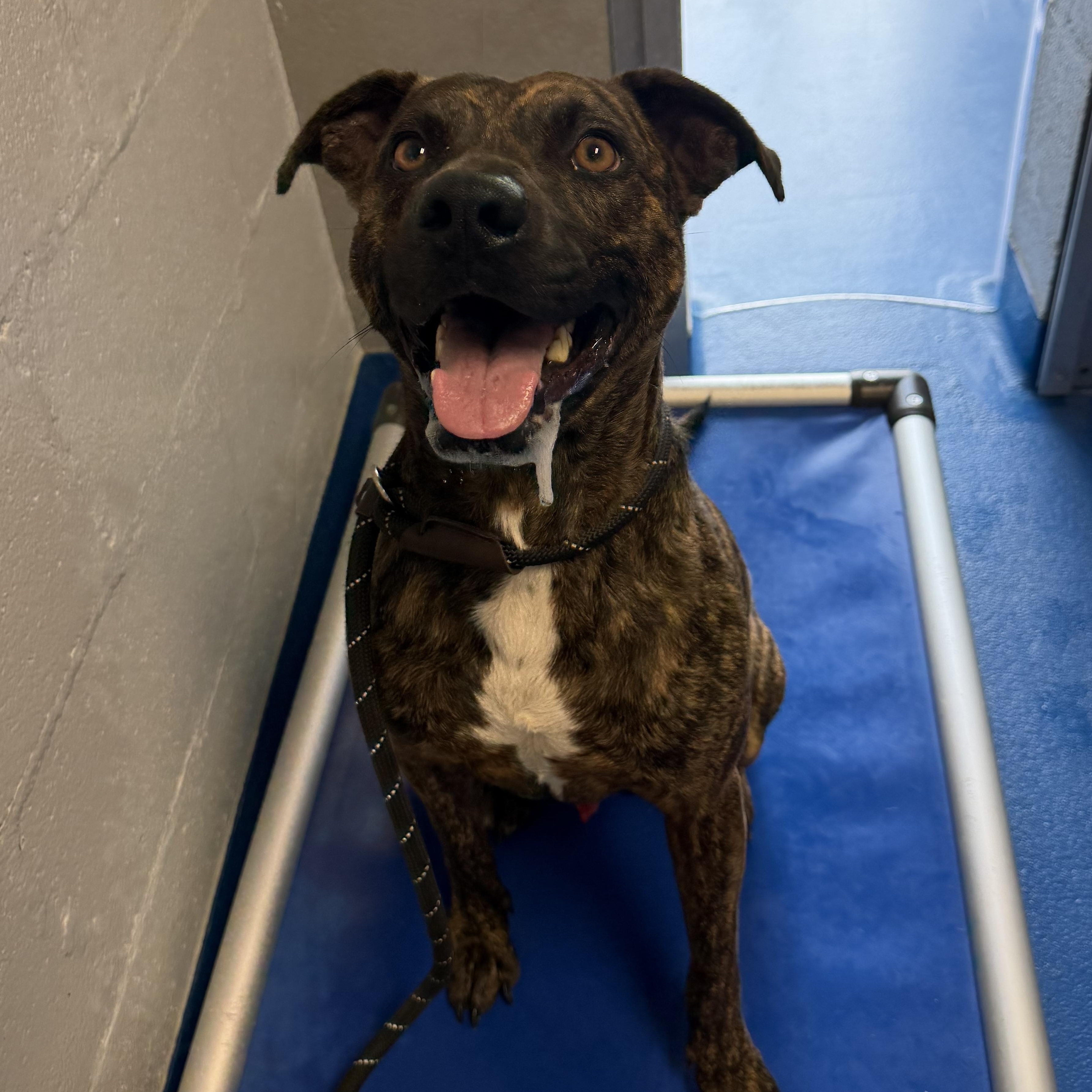 Enlarge Hal, a Adoptable mixed breed in Lancaster, SC image 2/5