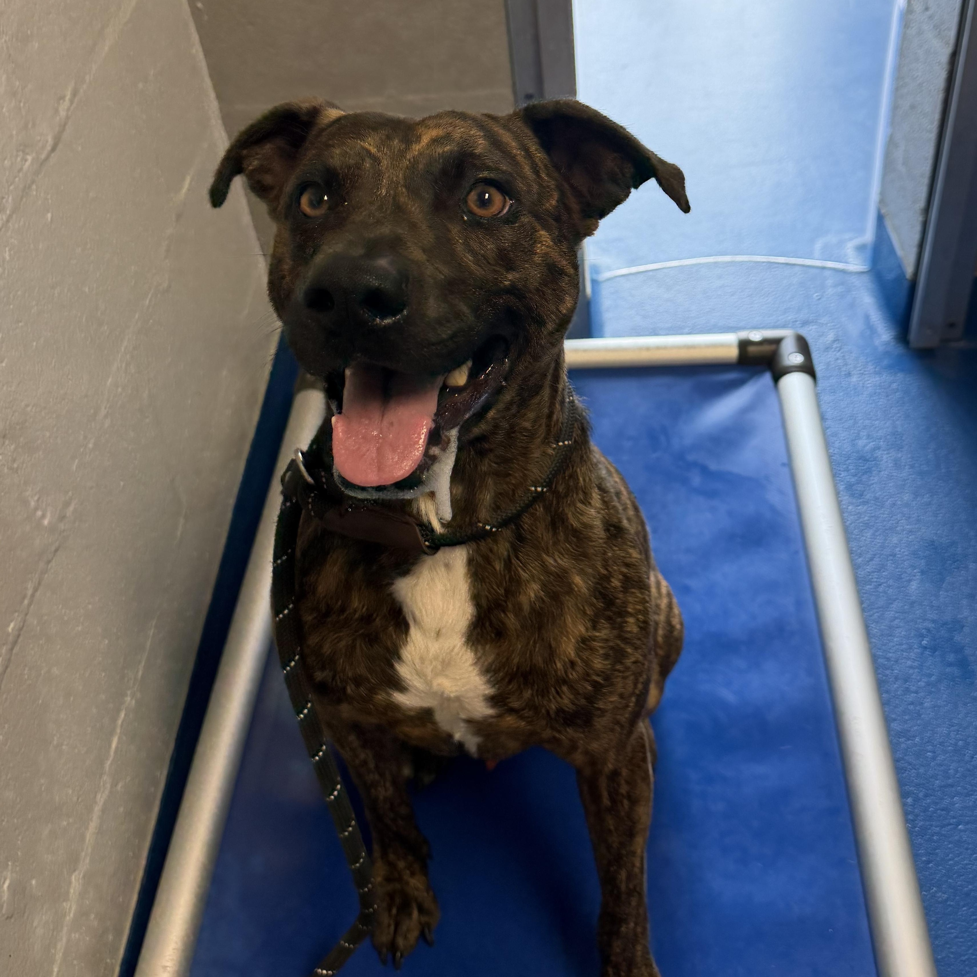 Enlarge Hal, a Adoptable mixed breed in Lancaster, SC image 4/5