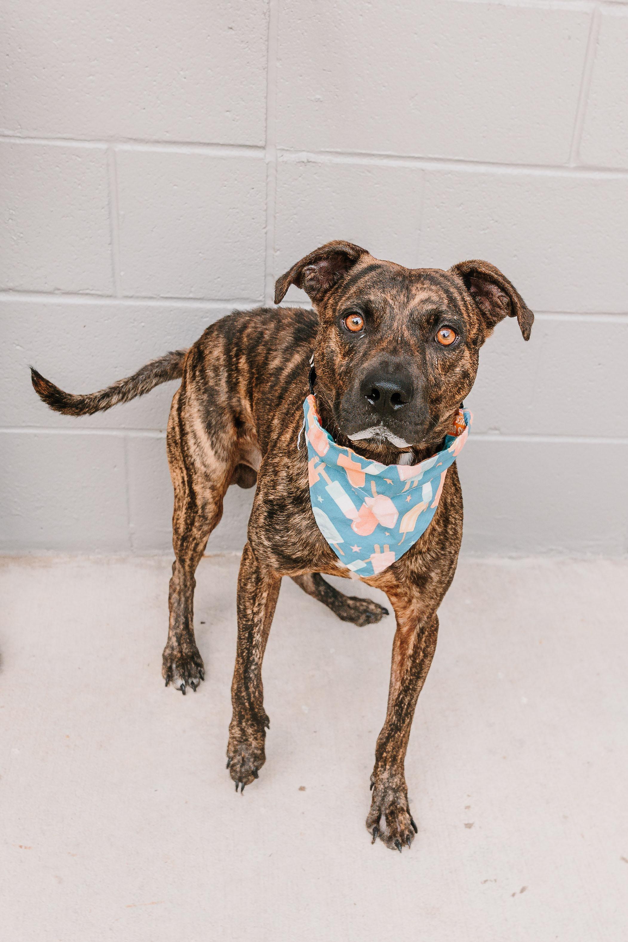 Enlarge Hal, a Adoptable mixed breed in Lancaster, SC image 1/5