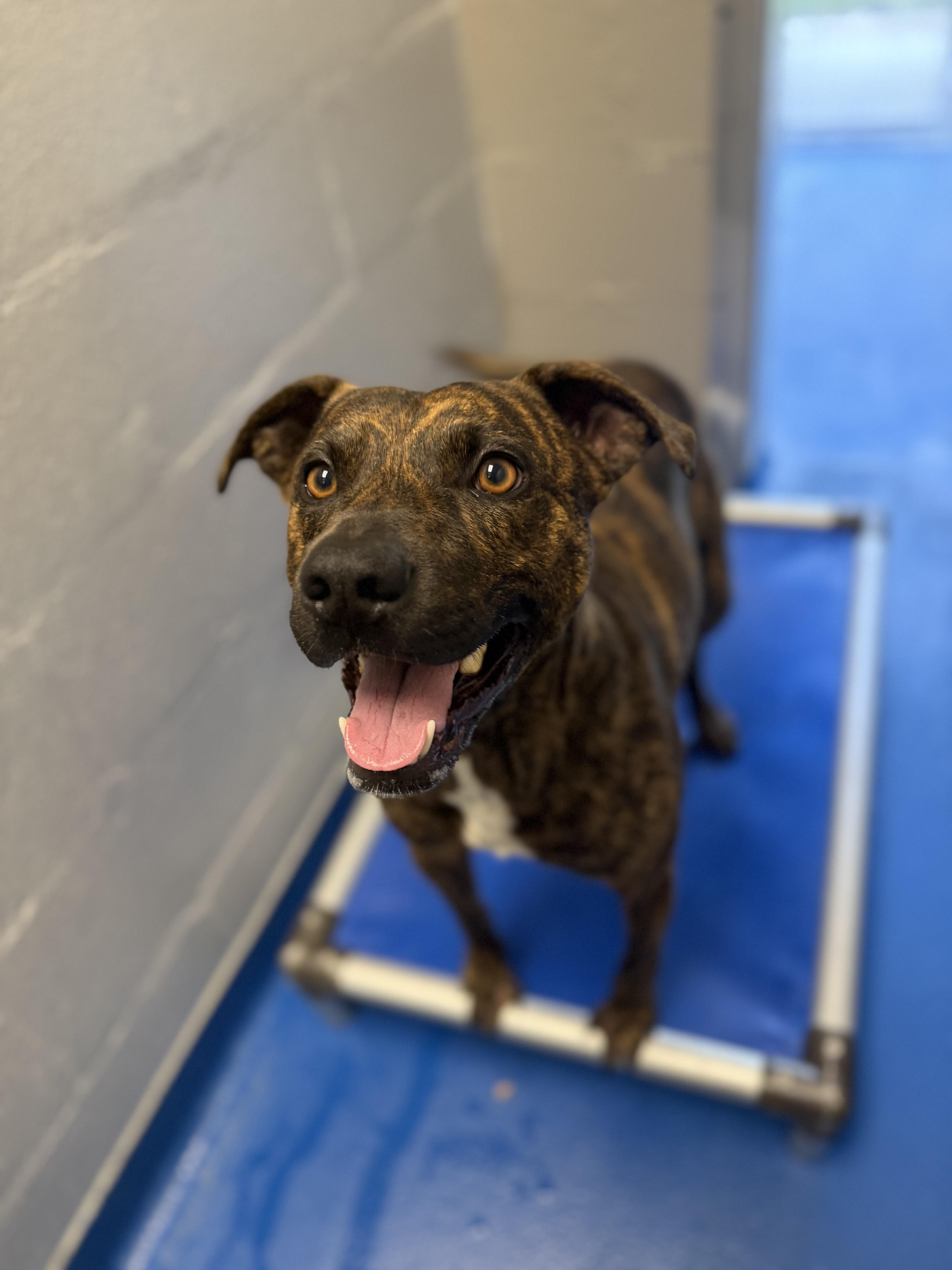 Enlarge Hal, a Adoptable mixed breed in Lancaster, SC image 5/5
