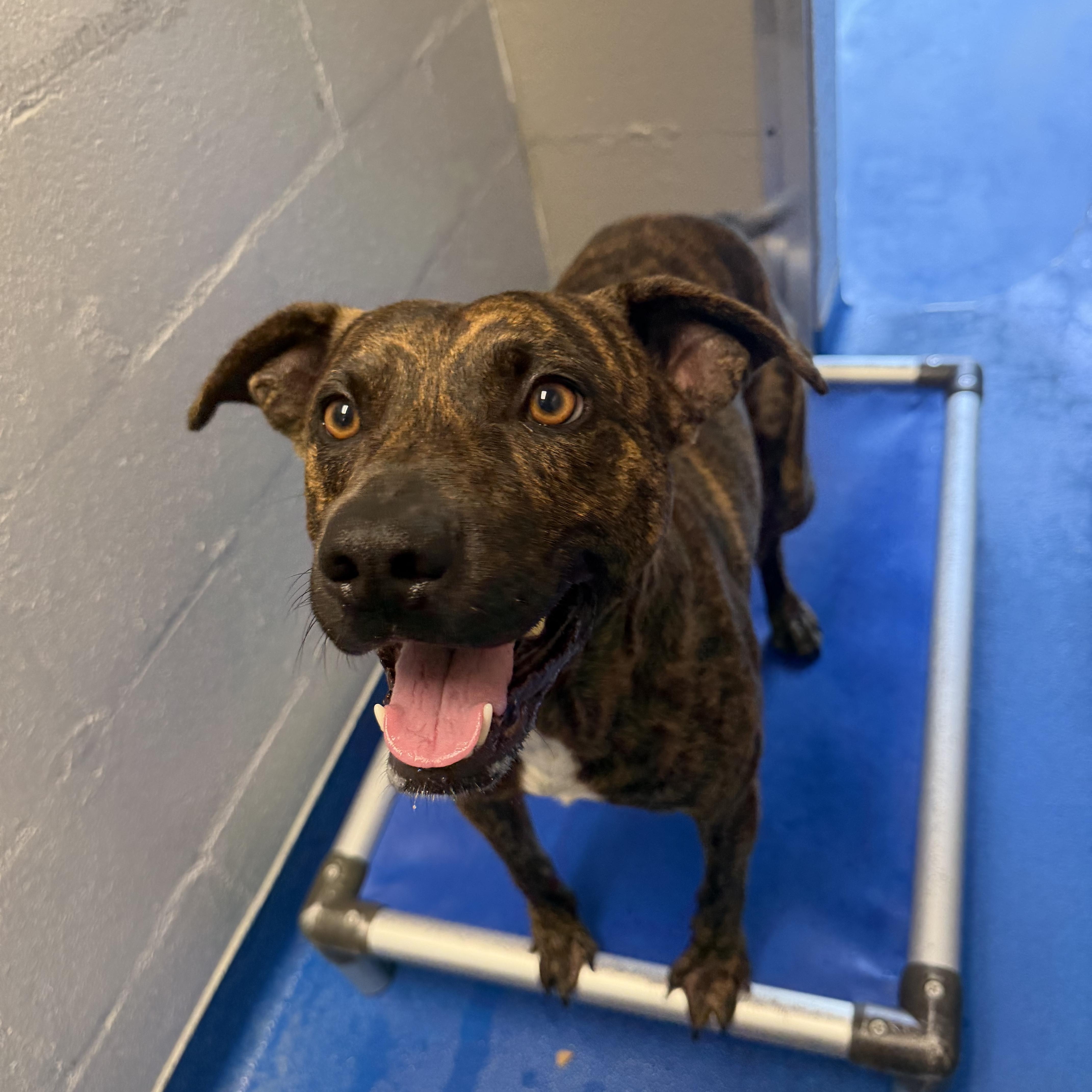 Enlarge Hal, a Adoptable mixed breed in Lancaster, SC image 3/5