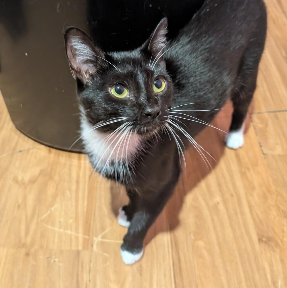 7798 Brielle, Adoptable, Young Female Domestic Short Hair.