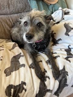 Darby, Adoptable, Senior Female Terrier & Mixed Breed.