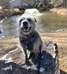 Enlarge Darby, a Adoptable mixed breed in Malvern, PA image 2/3