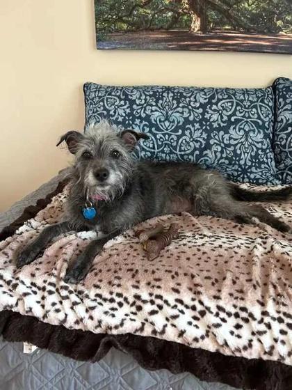 Enlarge Darby, a Adoptable mixed breed in Malvern, PA image 3/3