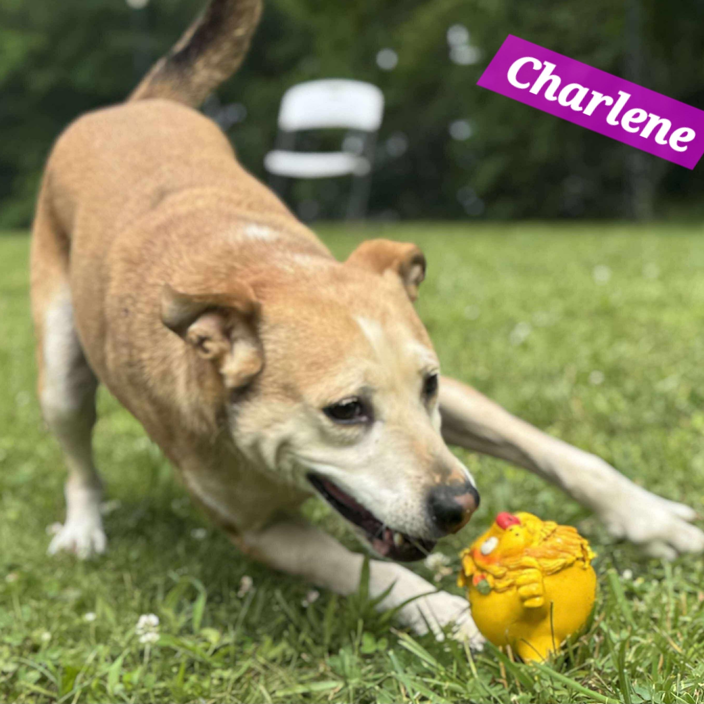 Charlene, a Adoptable mixed breed in Wheelersburg, OH image 1/6