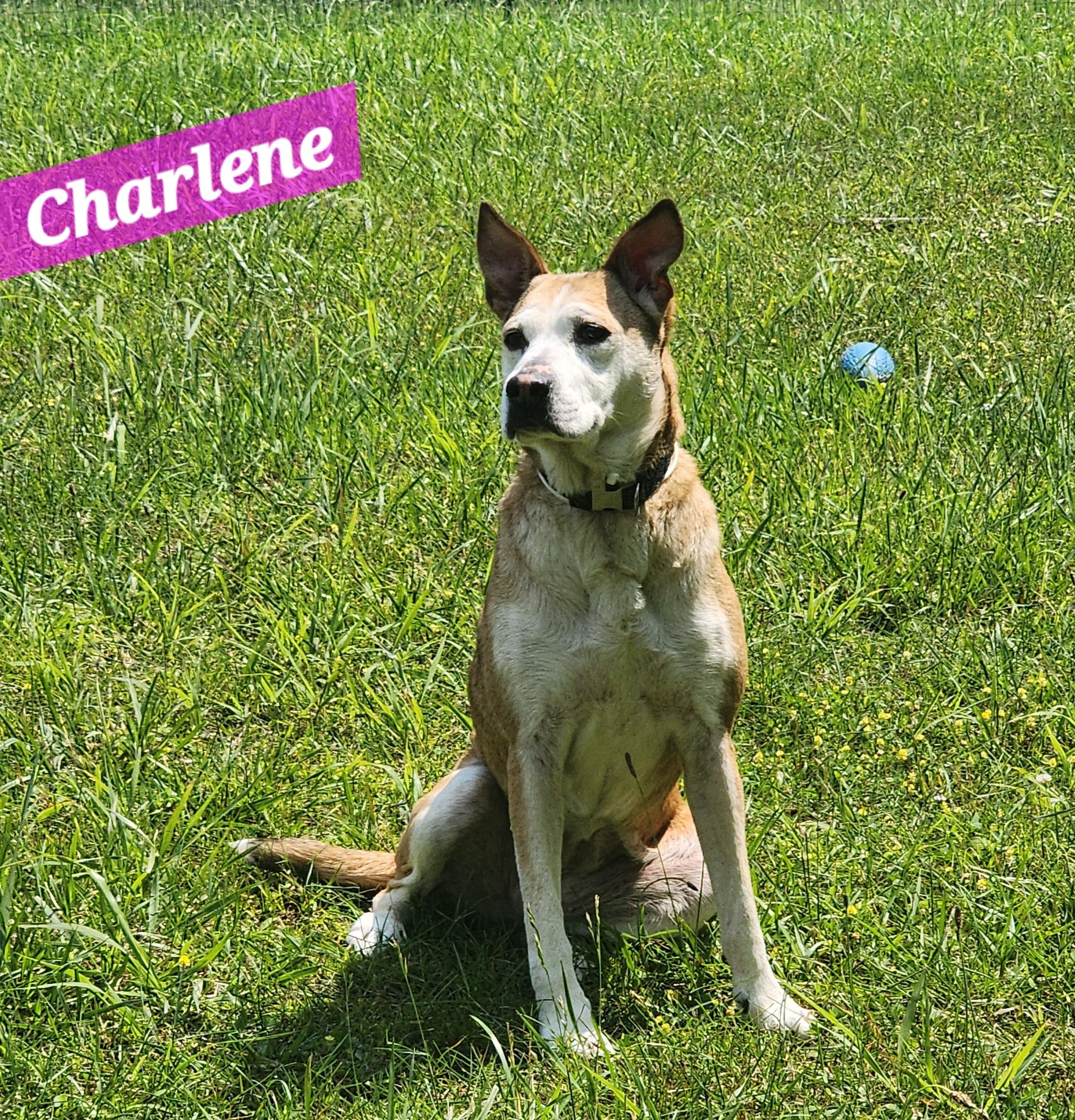 Charlene, a Adoptable mixed breed in Wheelersburg, OH image 4/6