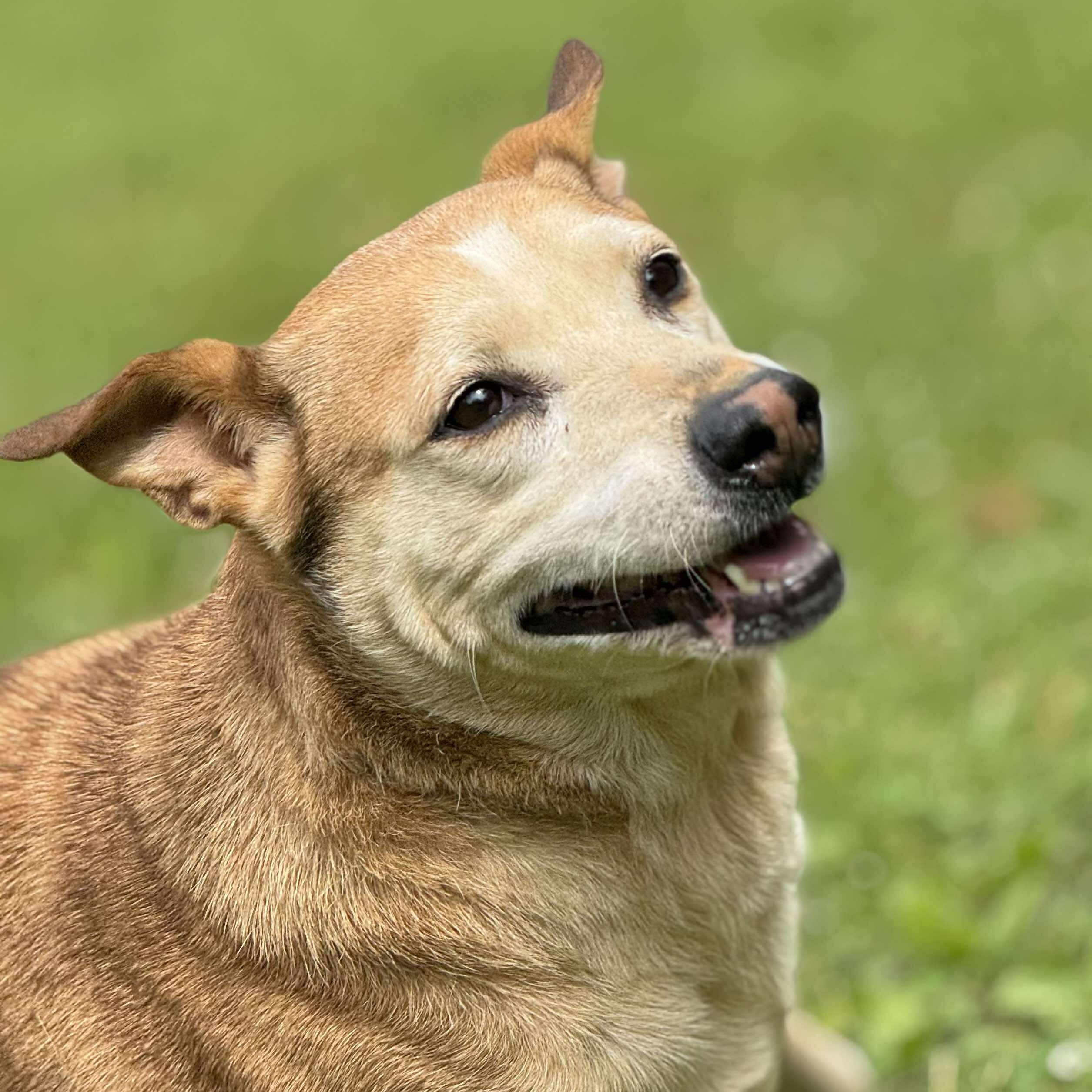 Charlene, a Adoptable mixed breed in Wheelersburg, OH image 3/6
